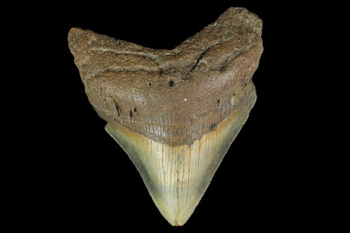 3.78" Fossil Megalodon Tooth - North Carolina